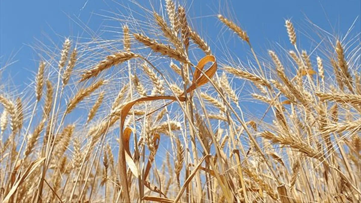 Çin’den bir yıl sonra ilk! ABD’den buğday satın alacak Çin’den bir yıl sonra ilk! ABD’den buğday satın alacak