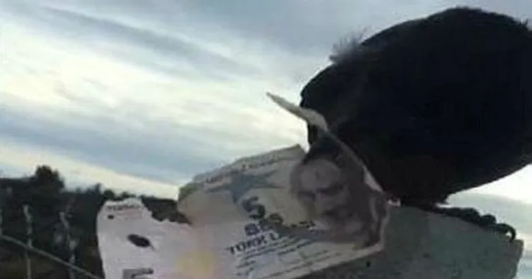 Hırsız karga bu kez 5 lira ile uçtu