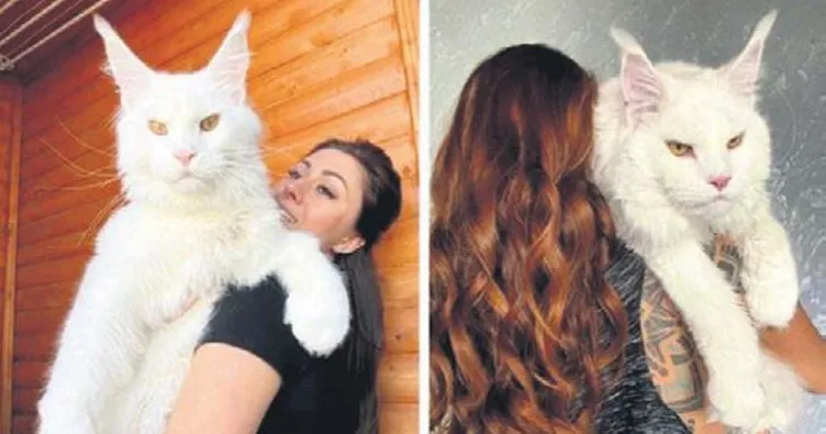 Dev kedi ‘Kefir’