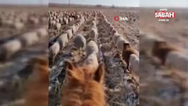 Koyun sürüsüne askeri düzende yürümeyi öğreten çobandan şaşırtıcı video!