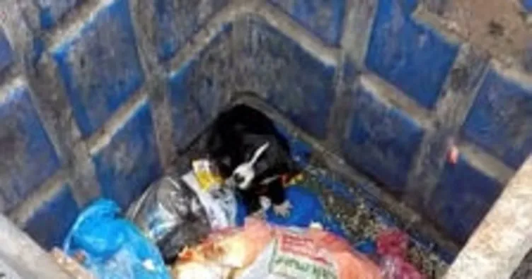 İstanbul’da yiyecek arayan köpek yer altı çöp konteynerinin içine düştü
