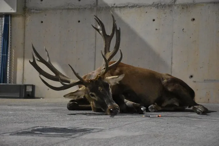 SON DAKİKA... İzmir’deki yaralı geyikten haber var! Sağlık durumu açıklandı: Yaklaşık 1.5 yıldır…