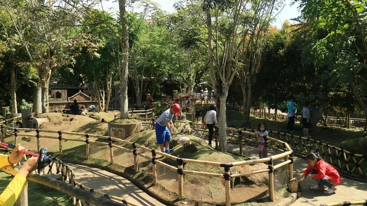 Hayvanat bahçesinde dehşet! Kaplan adamı parçaladı! Ayakkabısı ele verdi…