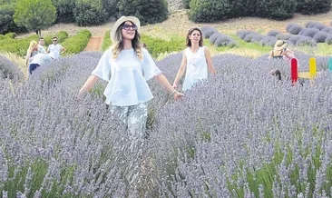 Lavantaya ilgi artıyor