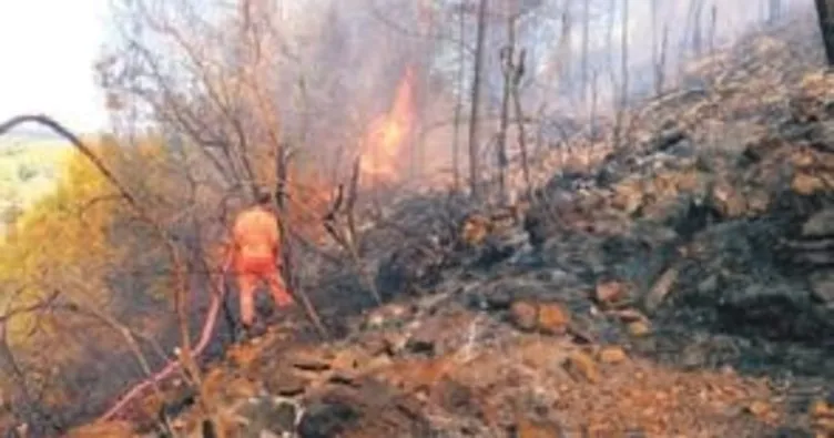 Üç ayrı kentte ormanlar yanıyor