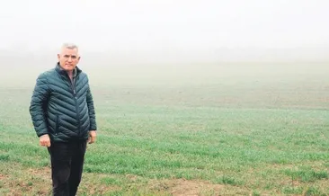 Buğdayda stres bitti