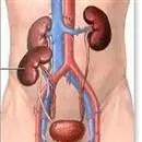 Türkiye’de ilk böbrek nakli yapıldı