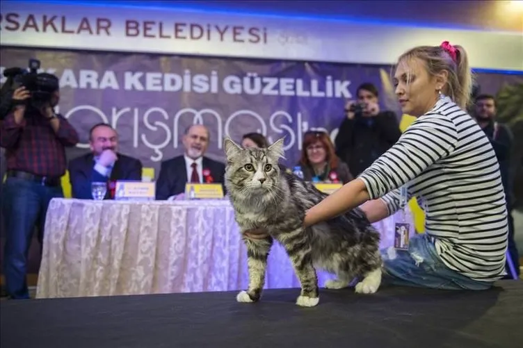 4. Ankara Kedisi Güzellik Yarışması