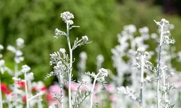 Pelin otunun faydaları nelerdir, ne için kullanılır? Artemisia bitkisi Pelin otu nedir, neye iyi gelir?