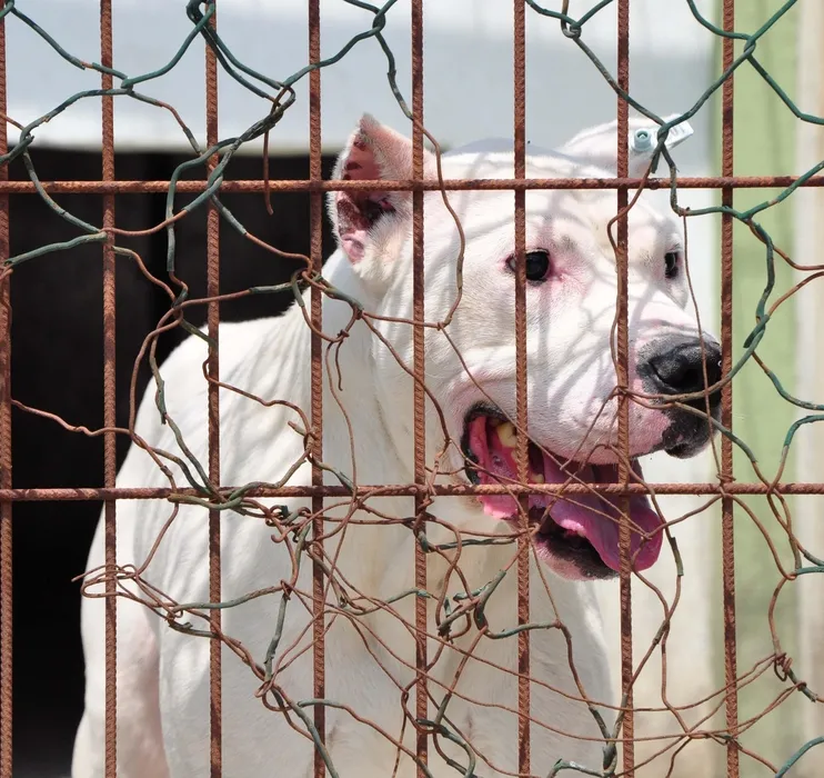 sucta kullanilan cogu pitbull 39 kopek