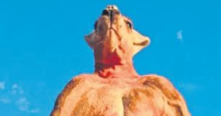 En kaslı kanguru iltihaptan öldü