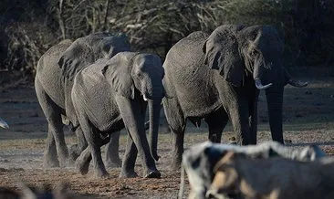 Botsvana, Almanya’yı 20 bin fil göndermekle tehdit etti