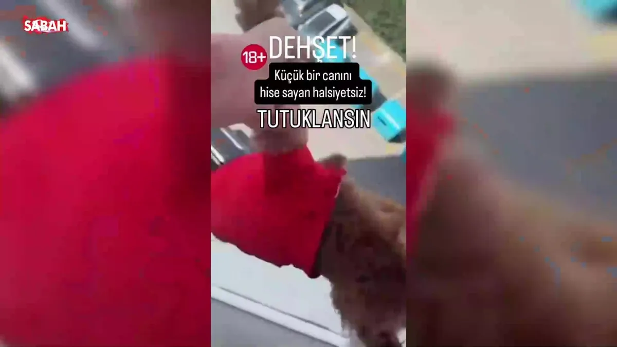 Köpeğini camdan sallandırıp videoya çekti: Cani kadın o anları sosyal medyadan paylaştı! ‘Haydi gel kurtar’ videosunu izle Köpeğini camdan sallandırıp videoya çekti: Cani kadın o anları sosyal medyadan paylaştı! ‘Haydi gel kurtar’ videosunu izle
