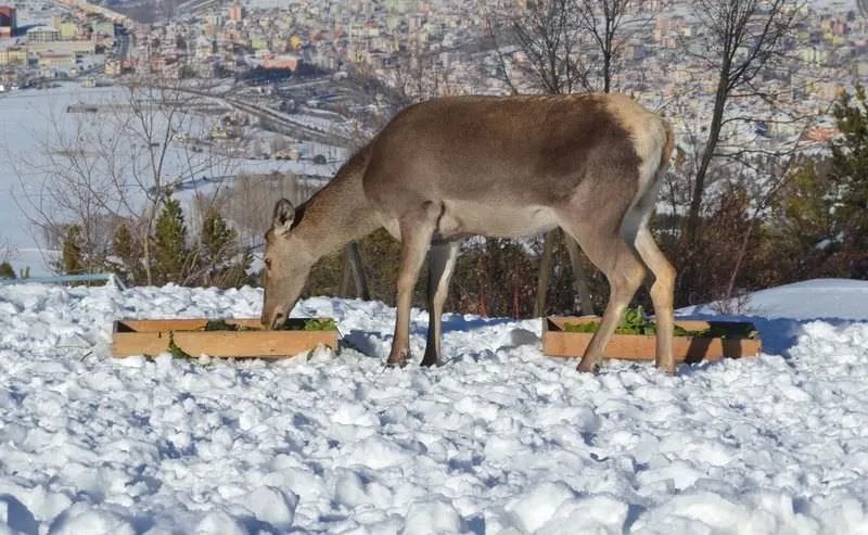 Kızıl geyikler doğaya uyum sağladı