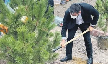 Ağaçlar toprakla buluştu