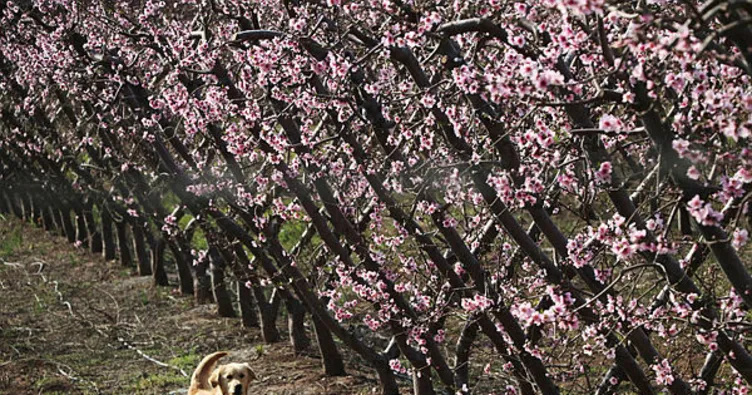 Nektarin kış ortasında çiçek açtı