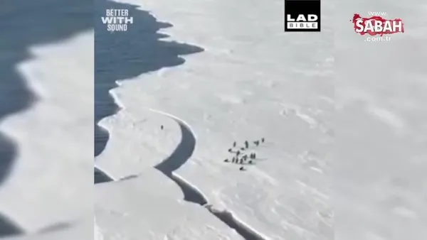 Kopan buz parçasında kalan penguen ailesine kavuşmak için saniyelerle yarıştı!