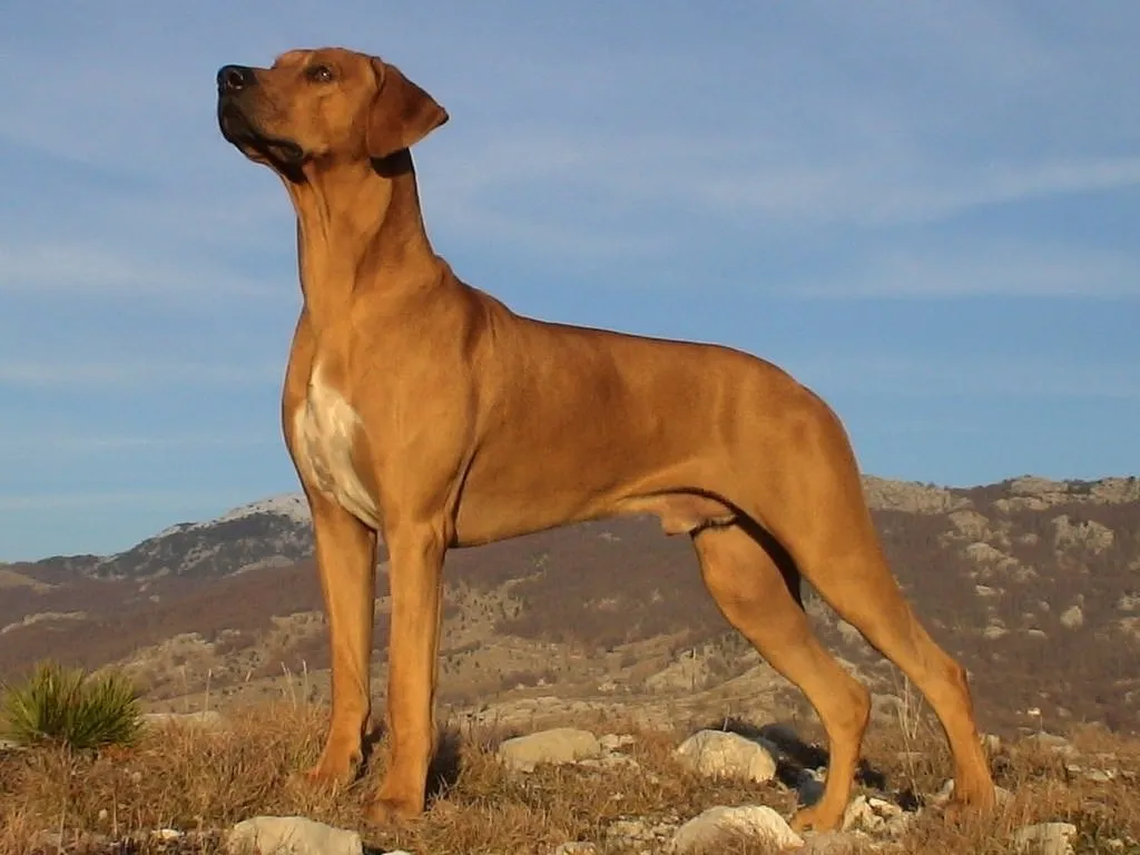 Dünyanın en güçlü 15 köpeği Galeri Dünya