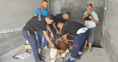 Nusaybin’de bodrum kata düşen inek kurtarıldı #mardin