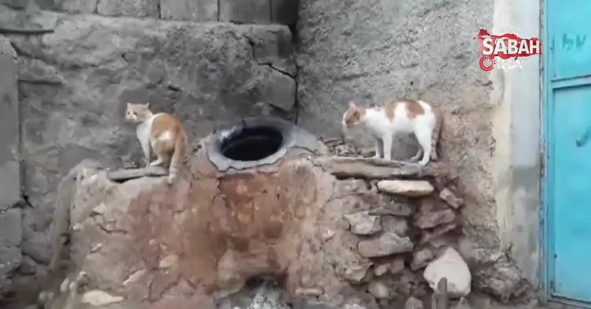 diyarbakir da anne diyen kedi gorenleri hayretler icinde birakti video