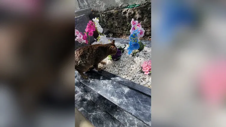 Evlat acısıyla sarsılmıştı! Safiye Soyman’dan yürek dağlayan paylaşım: Kavuştum çocuğuma...