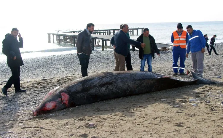 Kıyıya 5 metrelik ölü balina vurdu