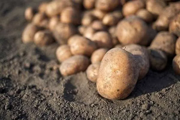 Patates hakkında ilk defa okuyacağınız 20 ilginç bilgi