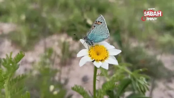 Van Gölü Havzası rengarenk ve özel tür kelebeklere ev sahipliği yapıyor | Video
