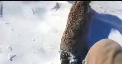 ruyada tavsan gormek ne anlama gelir