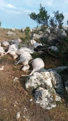 Burdur’da 23 koyun yıldırım düşmesi sonucu telef oldu