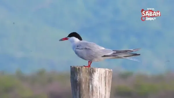 Bursa ve Balıkesir'de görüntülenen 100’e yakın kuş türü video klip oldu | Video