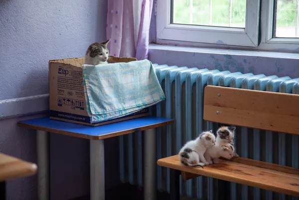 sinifta-dogum-yapan-kedi-ile-yavrularina-ogretmen-ve-ogrencileri-sahip-cikti-1686203861046.jpg