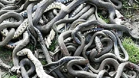 mardin de korkutan goruntu mahalleyi yilanlar basti video