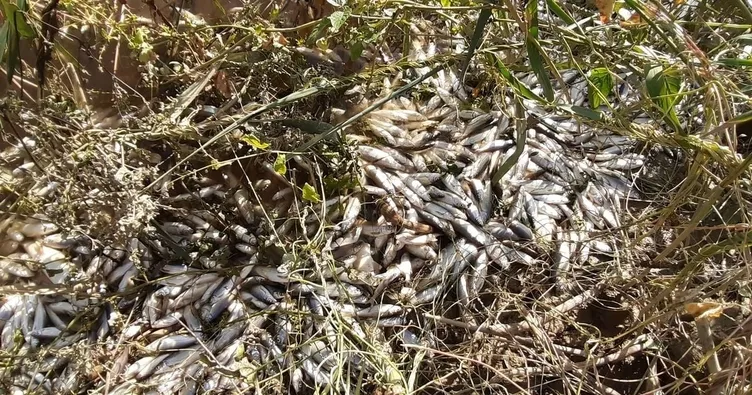 Büyük Menderes balık mezarı oldu