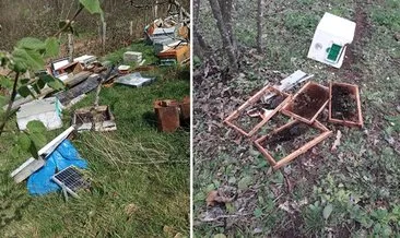 Arı kovanlarına ayı saldırısı: 5 bin arı telef oldu