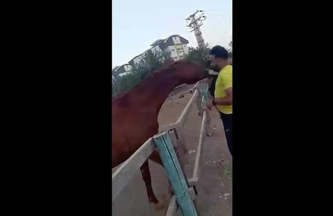Antalya’da dehşet anları: At, babasının kucağındaki çocuğu ısırıp havaya fırlattı! O anlar kamerada