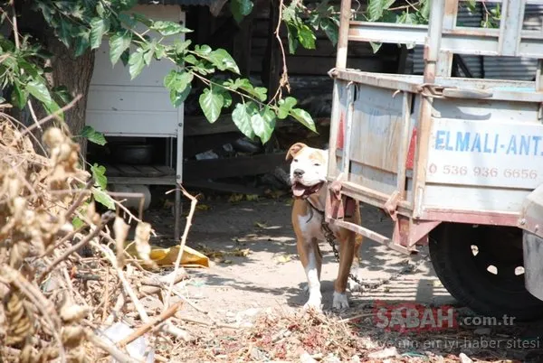 Barınağa giren hırsızlar pitbull cinsi köpekleri çalıp kaçtı