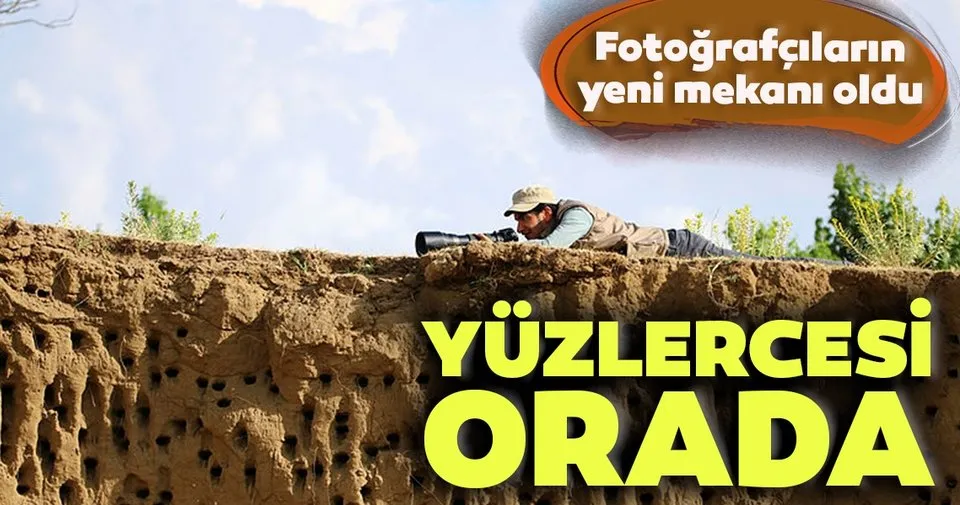 van da kirlangiclarin yuva yaptigi tepe