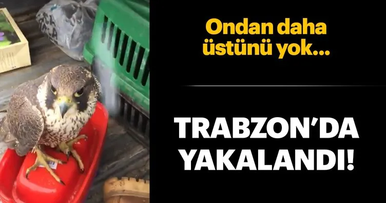 Dünyanın en hızlı uçan kuşu Gökdoğan, Trabzon’da yaralı halde bulundu