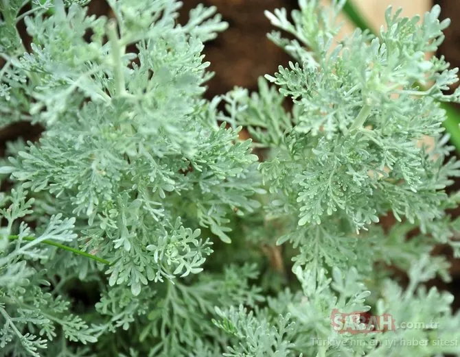 Artemisia bitkisi nedir, ne için kullanılır? Artemisia bitkisi pelin otu corona virüsü doğal tedavisi mi?