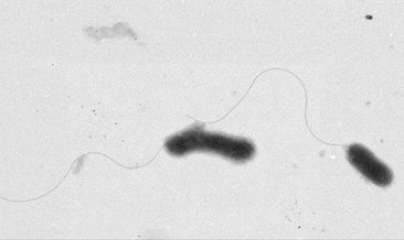 ERÜ yerleşkesinde yaşayan gelenilerde yeni bakteri türü keşfedildi