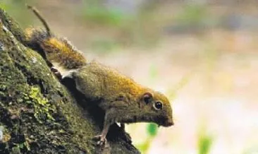 Dünyanın en küçük sincap türü bulundu