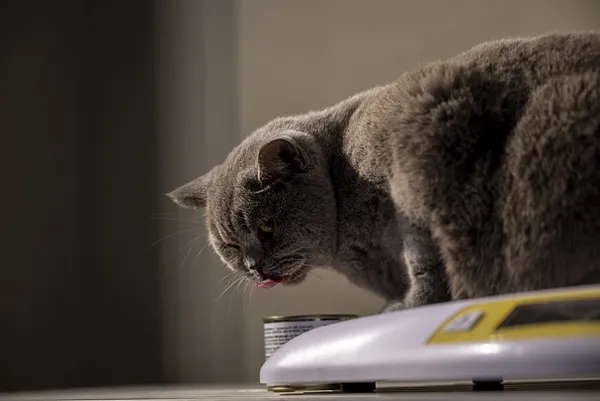 obez-kedi-siraz-egzersiz-ve-diyetle-6-kilo-verdi-1718967626952.jpg