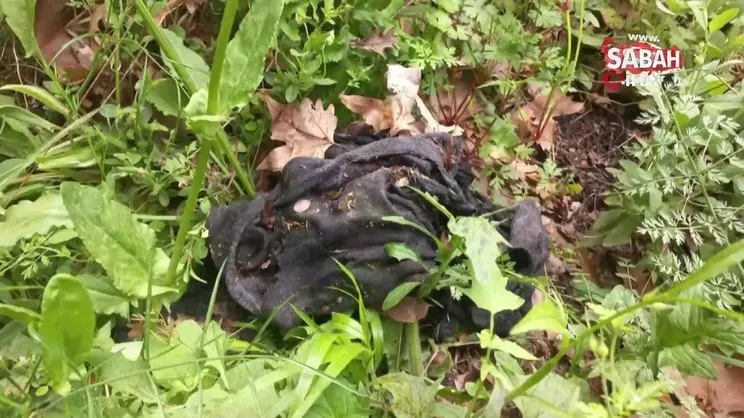 Kadavra köpekleri ormanda Korhan Berzeg'e ait iz arıyor | Video