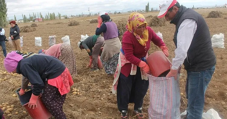 Kadın çiftçilerin patatesleri hasat edildi