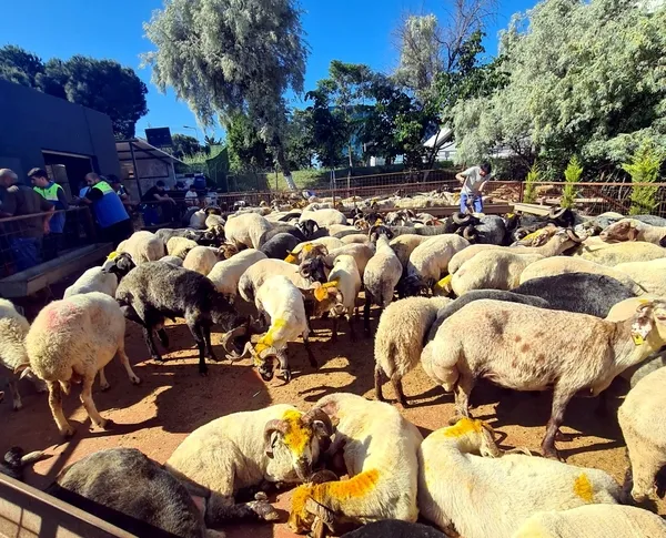 kurban-bayraminin-ikinci-gunu-fiyatlar-yuzde-30-dustu-1779973790895.jpg