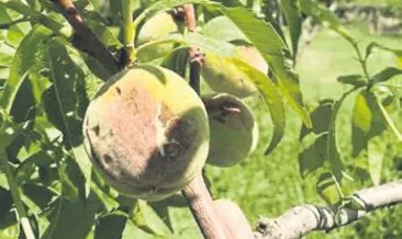 Dolu yine tarım arazilerini vurdu