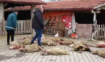 Çiftçiye kabusu yaşattılar! Sokak köpekleri ahıra girip 22 koyunu parçaladı