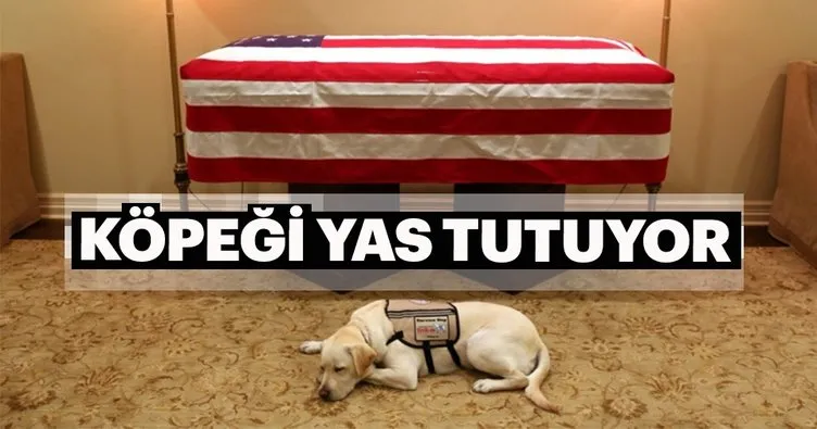 Köpeği eski ABD Başkanı Bush için yas tutuyor