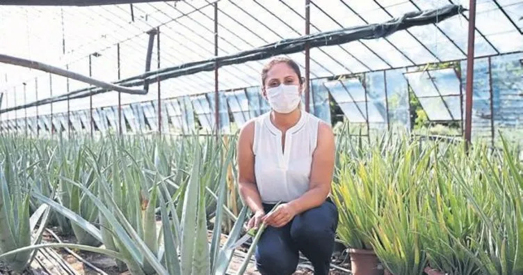 Mucize bitki aloe vera